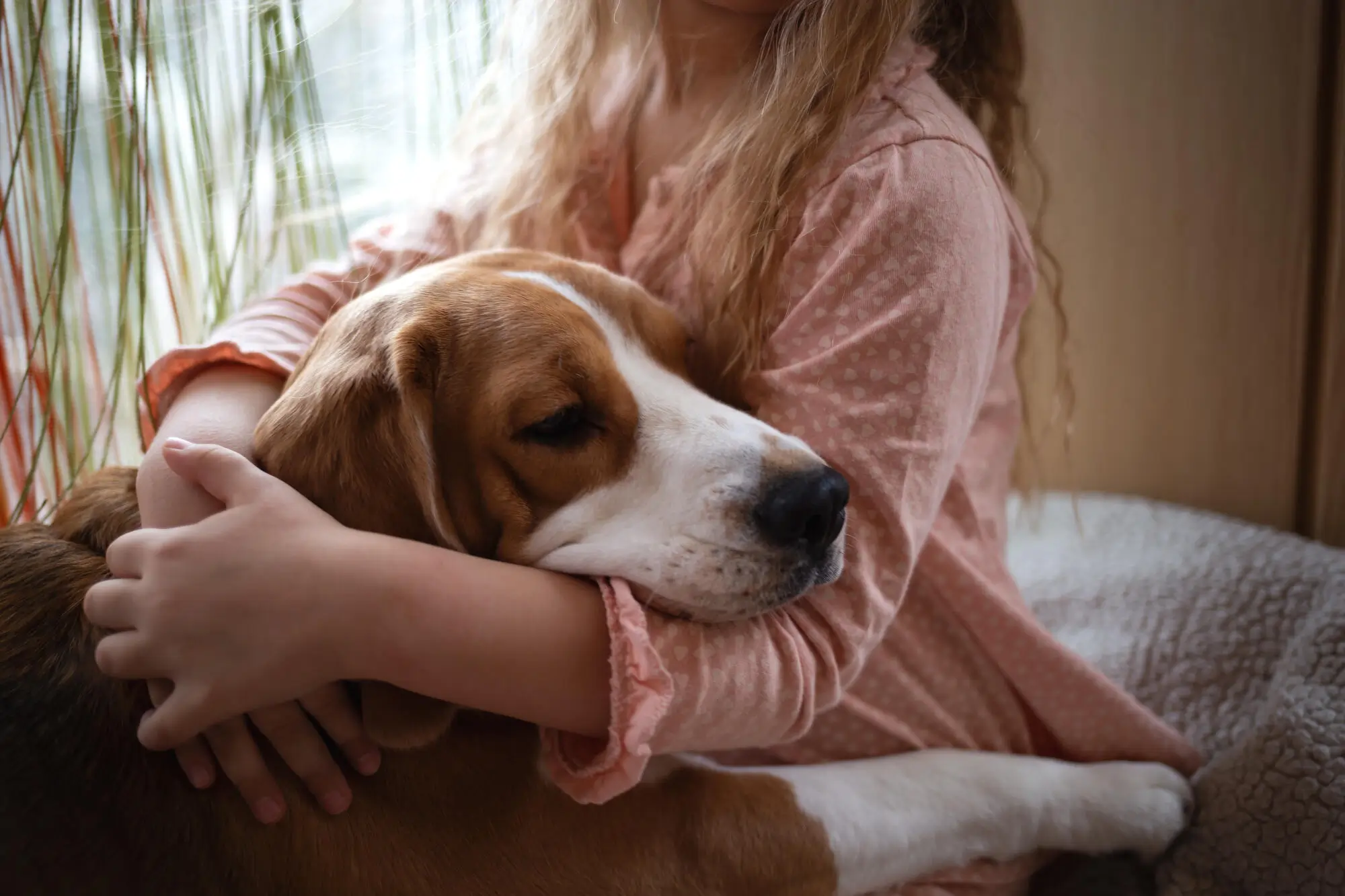 Difference Between Service, Emotional Support Animals, and Pets